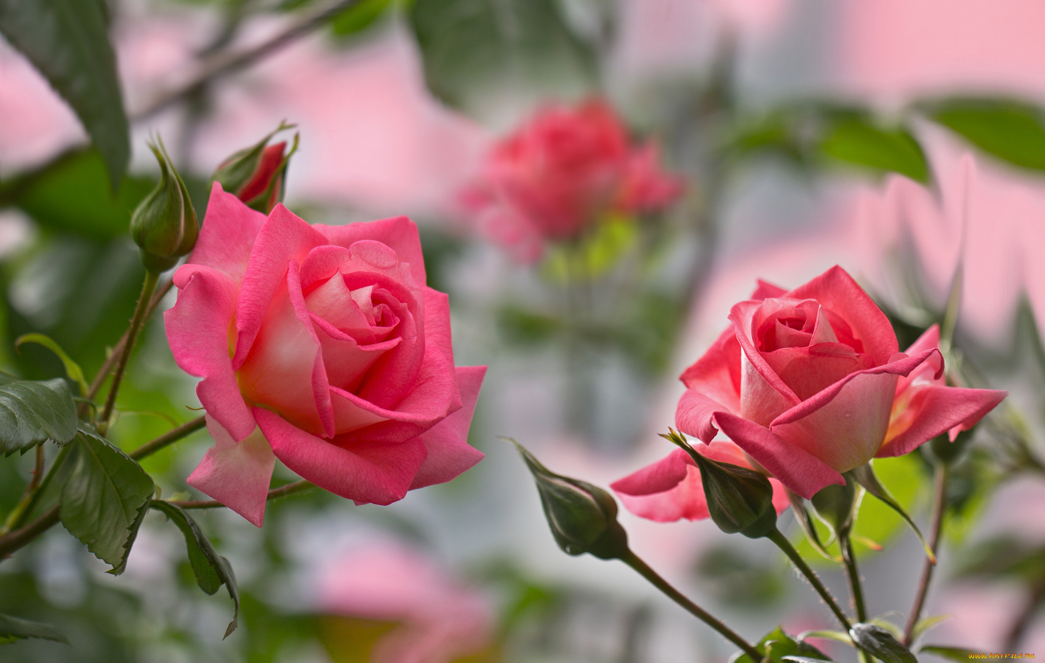 , , leaves, petals, blossoms, bud, rose, , , , , 